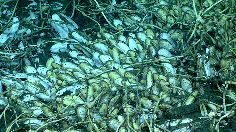 Chemosynthetic clams embed in seafloor sediment to extract sulfide. These clams were observed at a gas seep site discovered during Dive 04 of the Seascape Alaska 3 expedition.
