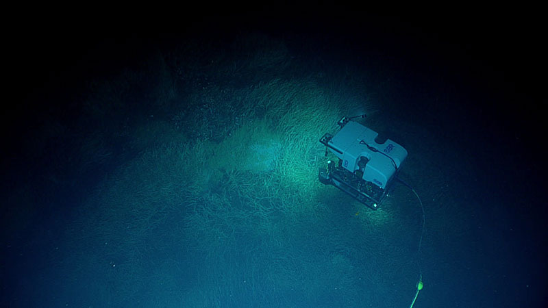 Remotely operated vehicle shining lights on a field of tubeworms.
