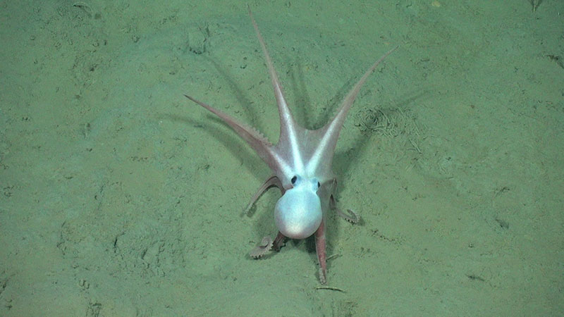 This octopod (Muusoctopus sp.) was observed at 2,800 meters (9,185 feet) during Dive 05 of the Seascape Alaska 3 expedition stretching out its arms. There was some discussion amongst participating scientists as to what this behavior could indicate and whether it might be predatory or defensive.