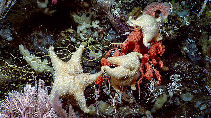 Throughout the Seascape Alaska 3 expedition, we observed sea stars feasting on corals at a depth of 570 meters (1,870 feet). This is not unusual, as sea stars are known predators of corals, but it is still always exciting and informative to see. These Hippasterid sea stars were seen eating Primnoa sp. corals during Dive 07 of the expedition.