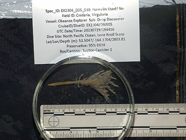 Collected during Dive 05 of the Seascape Alaska 3 expedition at a depth of approximately 2,800 meters (9,185 feet), this sea pen in the genus Virgularia may represent a species new to science.