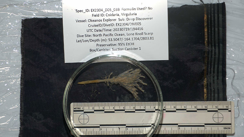 Collected during Dive 05 of the Seascape Alaska 3 expedition at a depth of approximately 2,800 meters (9,185 feet), this sea pen in the genus <i>Virgularia</i> may represent a species new to science.