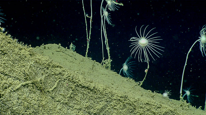 Carnivorous sponges (Cladorhiza bathycrinoides) cover a boulder observed on the seafloor during Dive 05 of the Seascape Alaska 3 expedition at a depth of 2,800 meters (9,185 feet). Upon closer inspection, it appeared that several of the sponges had prey items stuck onto them, just waiting to be consumed.