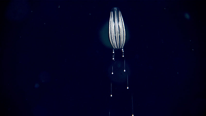 A beautiful ctenophore (Euplokamis sp.) observed at a depth of approximately 2,160 meters (7,100 feet) while exploring the benthic boundary layer, 50 meters (165 feet) above the seafloor, during Dive 01 of the Seascape Alaska 3 expedition.