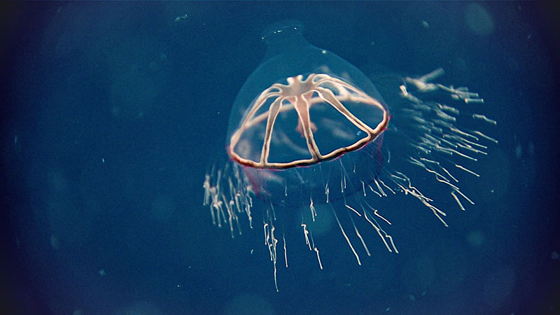 During the first water column transect of Dive 01 of the Seascape Alaska 3 expedition, at a depth of approximately 2,160 meters (7,100 feet), we observed this beautiful jelly, Botrynema brucei. The team was able to collect this organism for further analysis.