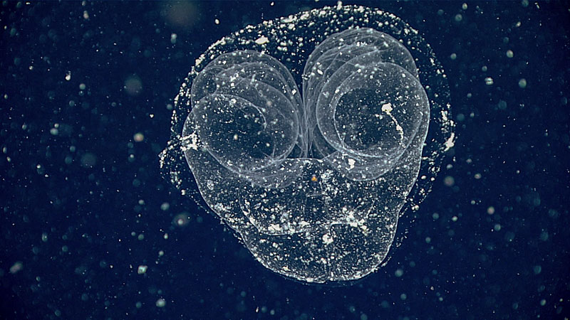 Just prior to completing the first water column exploration transect of Dive 01 of the Seascape Alaska 3 expedition, the team captured this beautiful imagery of a larvacean inside of its mucus “house.” Larvaceans are solitary, free-swimming tunicates that produce these fragile mucus houses to help filter small particles (food) from the water. The larvacean lives inside of its house until the mucus filter becomes clogged, at which point the animal will abandon the house, swimming away to build a new, and unclogged, structure. Given the number of white particles (marine snow) seen in the image, this house was quite full and was vacated while we examined it closer!