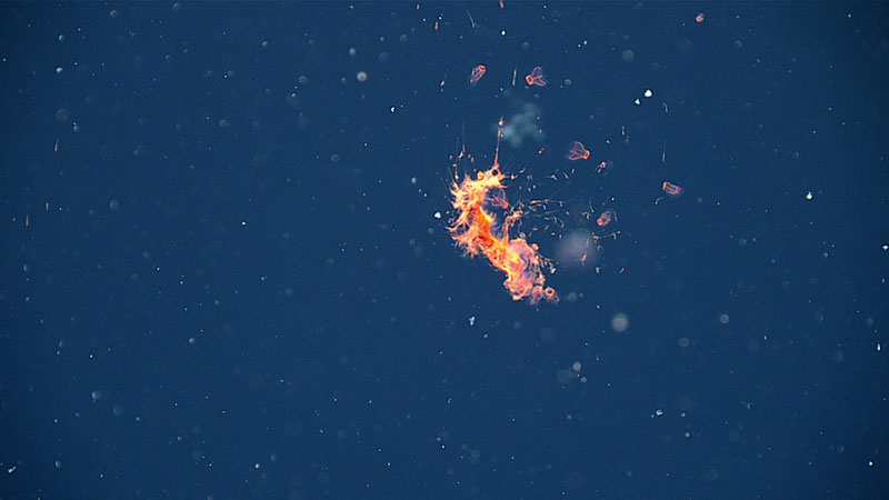 Fire belt jelly siphonophores (Marrus orthocana) were common throughout Dive 01 of the Seascape Alaska expedition. This one was seen during the transect conducted at a depth of 700 meters (2,300 feet). Siphonophores are colonial animals, made up of many individual hydrozoans (called zooids) working together, with each individual zooid specialized for different functions such as swimming, feeding, reproduction, or defense.