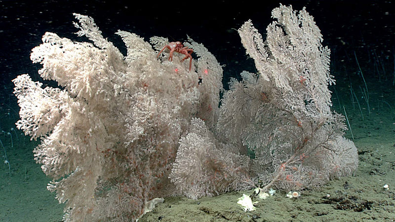 This beautiful primonid coral measured nearly a meter (3.3 feet) tall. It served as habitat for a range of organisms, including the king crab perched at the top of the coral’s branches. Seen during the second dive of the Seascape Alaska 3 expedition at a depth of 2,230 feet (7,610 feet).
