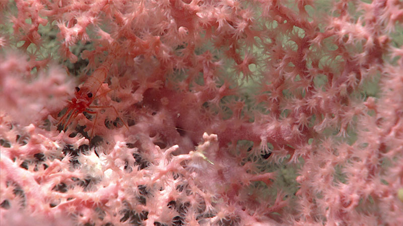 This Hemicorallium coral was observed during the second dive of the Seascape Alaska 3 expedition at a depth of approximately 2,270 meters (7,450 feet). This may represent the first observation of this genus of corals in the Aleutian Archipelago, which would make this a new range record for Hemicorallium.