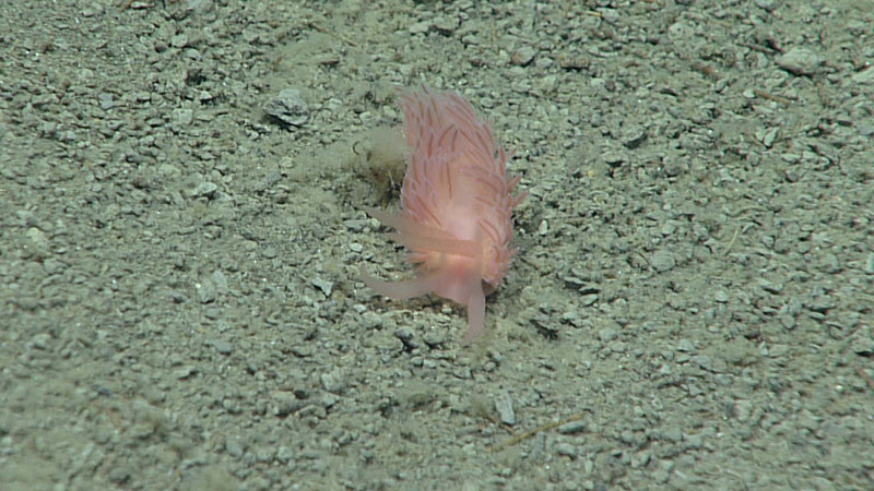 During the second Seascape Alaska 3 expedition dive, we saw this small nudibranch resting on the seafloor at a depth of 2,285 meters (7,500 feet). “Nudibranch” literally means “naked gill,” in reference to secondary gills found on the backs of these animals. Nudibranchs are not commonly observed in the deep ocean, making this a fun find.
