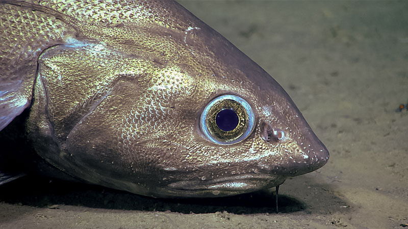 Beautiful close-up imagery of a rattail fish (Grenadier), seen during Dive 02 of the Seascape Alaska 3 expedition at a depth of approximately 2,230 feet (7,610 feet). We observed several rattails during the dive; this one was slightly over a meter (3.3 feet) in length.