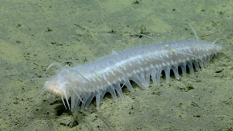 This sea cucumber (Pannychia sp.), or holothurian, was observed on the seafloor at a depth of 2,320 meters (7,610 feet) near the start of Dive 02 of the Seascape Alaska 3 expedition. Sea cucumbers like this one ingest sediment from the seafloor, extracting what little nutrition it can from the mud before expelling undigested material. In this way, sea cucumbers play an important role in the ocean ecosystem, helping to redistribute and essentially aerate the sediment, making it a healthier place for other animals to live.