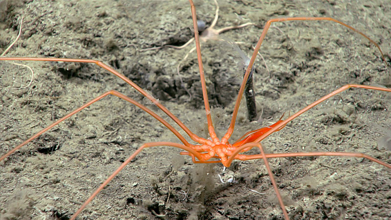 A sea spider, or pycnogonid, seen at a depth of 2,210 meters ( feet) during Dive 02 of the Seascape Alaska 3 expedition. Despite their common name, sea spiders are not “true” spiders, though both sea spiders and land-dwelling spiders belong to the phylum Arthropoda.