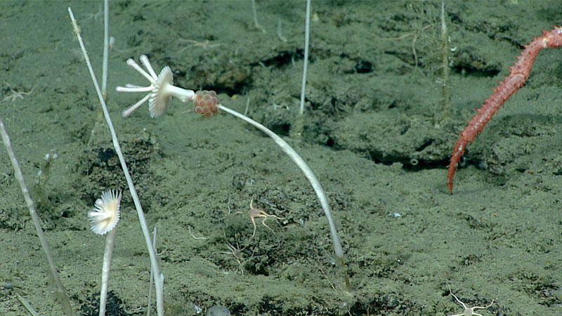 Unknown eggs (pink) were observed at a depth of 2,240 meters (7,350 feet) on the stem of an usually shaped carnivorous sponge (Cladorhiza sp.) during Dive 02 of the Seascape Alaska 3 expedition.