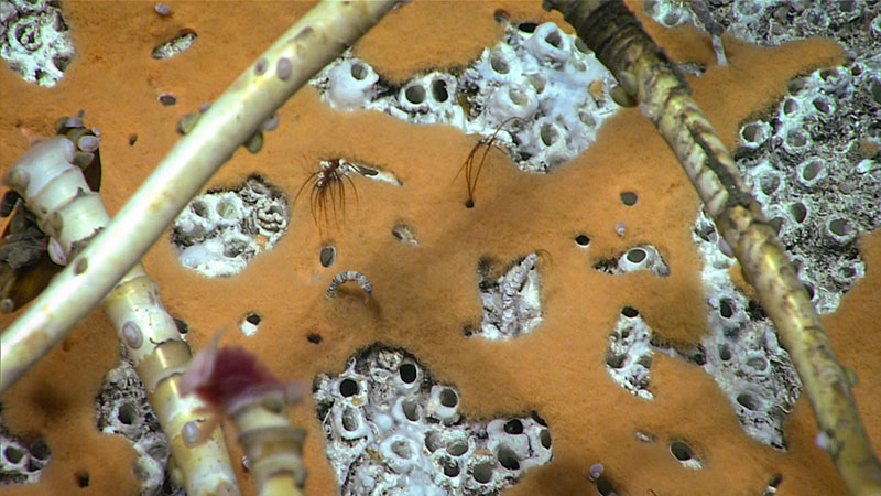 During the fourth dive of the Seascape Alaska 3 expedition, the team observed several pavement of agglutinated tubeworms often covered in bacterial mats that were either orange (as shown here, seen at a depth of 2,012 meters; 1.25 miles) or gray. A sample of the orange mat was collected for further analysis.