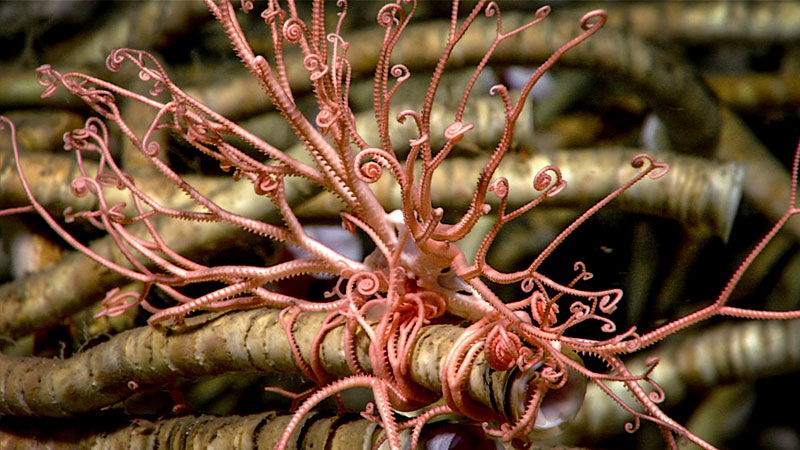 A basket star perches on a tubeworm, giving a leg (or tubeworm…) up into the water column where it can better grab food that is drifting by. Observed during Dive 04 of the Seascape Alaska 3 expedition at a depth of 2,020 meters (1.3 miles).