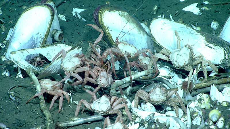 Several crabs were seen feeding near a cluster of Vesicomyidae clams during the fourth dive of the Seascape Alaska 3 expedition. One of the clams was collected during the dive to verify its identity.