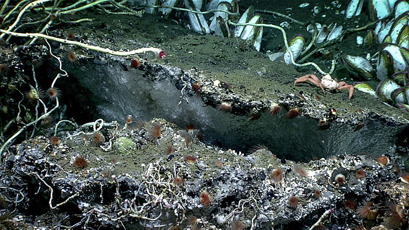 Exposed methane hydrate, a translucent white, smooth ice-like substance, attached to a carbonate overhang was seen at a depth of 2,018 meters (1.25 miles) during the fourth Seascape Alaska 3 expedition dive. The overhang was home to tubeworms, clams, anemones, and crabs. This was one of three areas where exposed hydrates were observed during the dive.