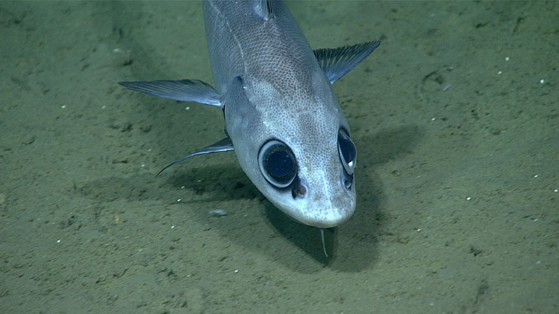 Several fish were observed during Dive 04 of the Seascape Alaska 3 expedition, from eelpouts and Grenadier to several giant blob sculpins. This rattail was seen at a depth of approximately 2,025 meters (1.3 miles).