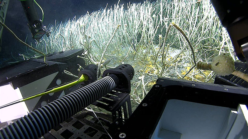 Remotely operated vehicle (ROV) pilots from the Global Foundation for Ocean Exploration used the suction sample on ROV Deep Discoverer to collect one of the many tubeworms observed during Dive 04 of the Seascape Alaska 3 expedition.