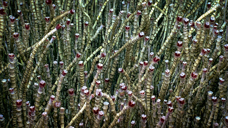 Seascape Alaska 3 Dive 04 was dominated with dense “fields” of Lamellibranchia sp. tubeworms, like those pictured here from a depth of 2,018 meters (1.25 miles).