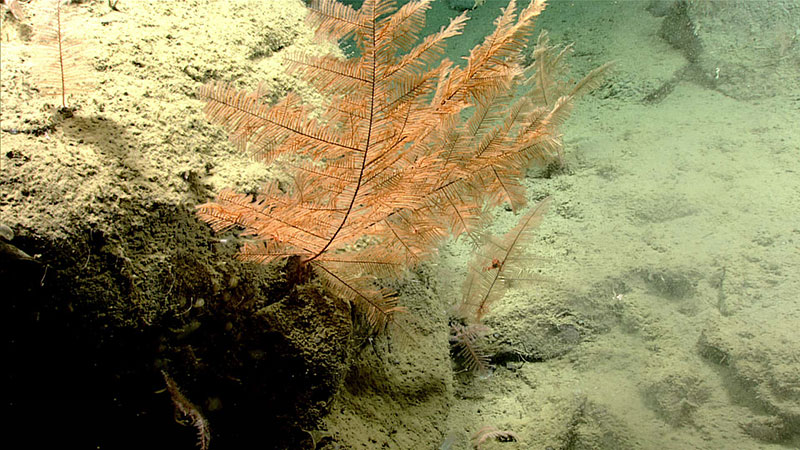 At least four species of Antipatharian black corals were seen during the fifth dive of the Seascape Alaska 3 expedition. This one was observed at a depth of 2,755 meters (1.71 miles) and was serving as habitat for several other organisms.