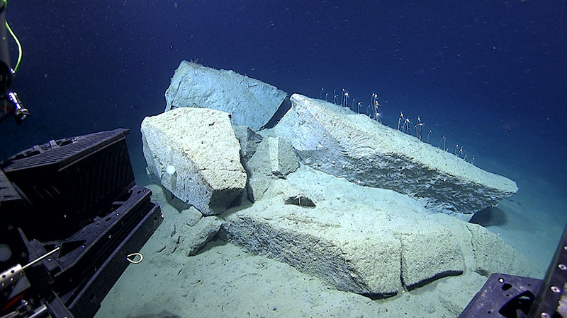 An example of one of the fractured, very angular boulders with fresh faces exposed seen during Dive 05 of the Seascape Alaska 3 expedition. The fractured fragments, which measured 0.5 to 1.5 meters (1.6 to 4.9 feet) in width, were likely once a single boulder that was more than 2 meters (7 feet) wide, but broke upon impact on the seafloor. The rocks were covered in carnivorous sponges (Cladorhiza bathycrinoides), which on closer inspection appeared to have prey items stuck onto them.