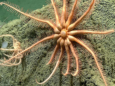 This brisingid sea star (Astrocles sp.), seen during the fifth Seascape Alaska 3 dive at a depth of 2,803 meters (1.74 miles), is a new record for the Aleutian area of Alaska. These sea stars have been recorded in other areas of Alaska back as far as 1888, but this is the first in situ imagery captured in this area to date.