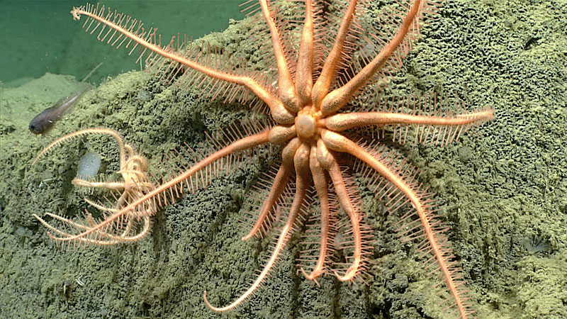 This brisingid sea star (Astrocles sp.), seen during the fifth Seascape Alaska 3 dive at a depth of 2,803 meters (1.74 miles), is a new record for the Aleutian area of Alaska. These sea stars have been recorded in other areas of Alaska back as far as 1888, but this is the first in situ imagery captured in this area to date.