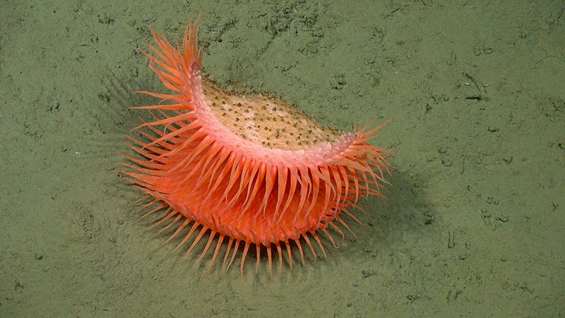 Beautiful image of a Venus flytrap anemone observed during Dive 05 of the Seascape Alaska 3 expedition at a depth of 2,802 meters (1.74 miles) depth.