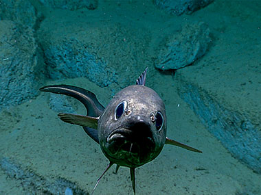 A relatively high number of fish were observed during Dive 05 of the Seascape Alaska 3 expedition, including cusk eels, grenadiers, eelpouts, and snailfish. This rattail fish, seen at 2,772 meters (1.74 miles) depth, came over to check out remotely operated vehicle Deep Discoverer.