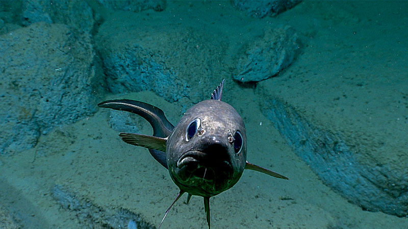 A relatively high number of fish were observed during Dive 05 of the Seascape Alaska 3 expedition, including cusk eels, grenadiers, eelpouts, and snailfish. This rattail fish, seen at 2,772 meters (1.74 miles) depth, came over to check out remotely operated vehicle Deep Discoverer.