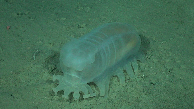 A number of holothurians were observed during the fifth dive of the Seascape Alaska 3 expedition, including Amperima sp. sea pigs like the one imaged here, seen at 2,803 meters (1.74 miles) depth.