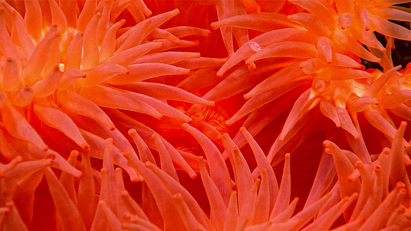 Dive 07 of the Seascape Alaska 3 expedition was full of color! Case in point – the curled up tentacles of this anemone were a vibrant shade of orange. Observed at a depth of 643 meters (2,106 feet).