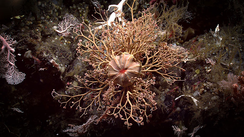 A basket star with an intricate network of bifurcating arms, imaged at 677 meters (2,221 feet) during Dive 07 of the Seascape Alaska 3 expedition. The basket star uses its arms to catch particles drifting by in the water column, which it then brings to its mouth, located on the back side of the central disk. The central disk of this basket star measured over 10 centimeters (4 inches) across.