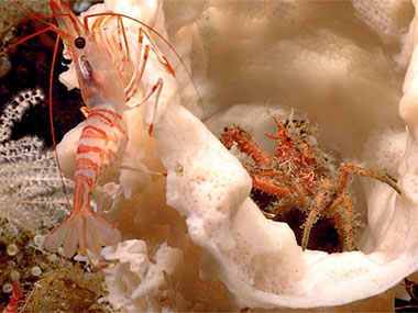 Dive 07 of the Seascape Alaska 3 expedition was spectacular! We were treated to a colorful array of diverse marine life, notably corals and sponges that served as ecosystem engineers, forming habitat for other organisms. The mound feature explored during the dive was indeed a hotspot for biodiversity.