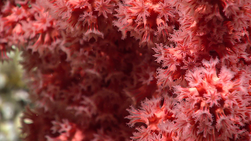 A close shot of a beautiful Paragorgia bubblegum coral, observed at 780 meters (2,560 feet) during Dive 07 of the Seascape Alaska 3 expedition. Coral diversity was high throughout the dive, as we encountered at least 15 different species of corals.