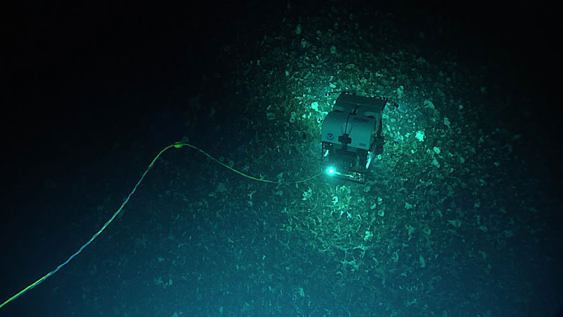 Remotely operated vehicle Deep Discoverer traverses across the “forest” of corals and sponges that was present throughout the duration of the dive.