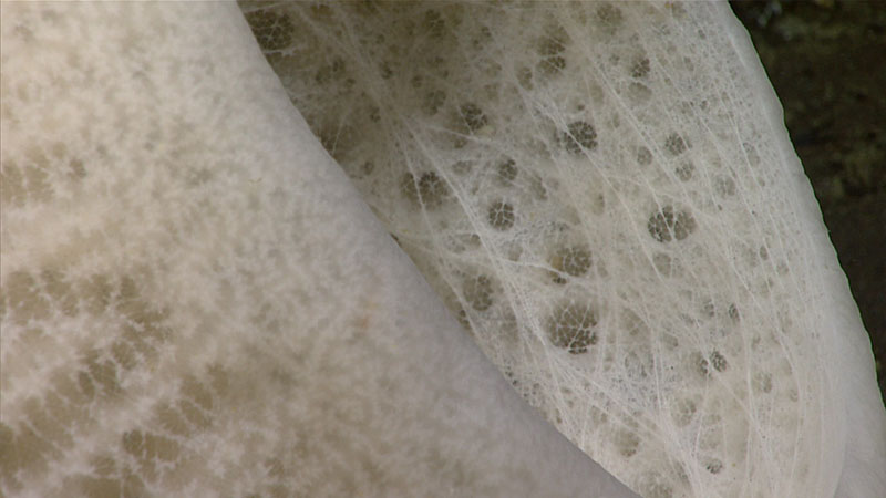 A close look at the structure of a glass sponge (class Hexactinellida) seen at a depth of 780 meters (2,560 feet) during the seventh dive of the Seascape Alaska 3 expedition. Sponges were abundant and diverse during the dive, with many large barrel sponges, amphitheater-type sponges, and numerous encrusting forms being observed.