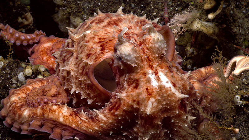 This giant Pacific octopus, seen at a depth of 677 meters (2,221 feet) during the seventh dive of the Seascape Alaska 3 expedition, kept its eyes tightly closed as we imaged it, perhaps in response to the bright lights of the remotely operated vehicle.