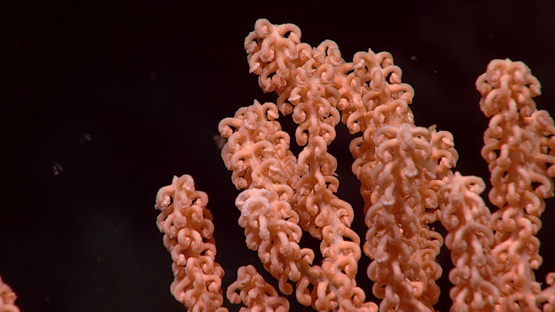 A beautiful shot of the branches of a red tree coral (Primnoa pacifica), seen at 722 meters (2,369 feet) depth during Dive 07 of the Seascape Alaska 3 expedition. Despite being found only in the North Pacific, these are one of the most well studied coral species in the world – but we still don’t know everything about them. For example, one theory for the downward curling of the coral polyps seen in the image is to avoid predation, but scientists don’t know this for certain.