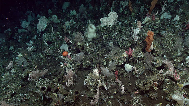 Example of more nodular basalt or basaltic andesite seen during the seventh dive of the Seascape Alaska 3 expedition showing hard, well-cemented, rounded knobs (clasts?) with sand interspersed between the knobs and a diverse biologic community flourishing on the rocks.