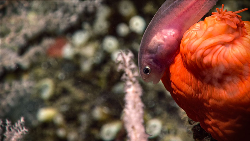 This snailfish was seen resting on a closed anemone at 758 meters (2,487 feet) depth during Dive 07 of the Seascape Alaska 3 expedition.