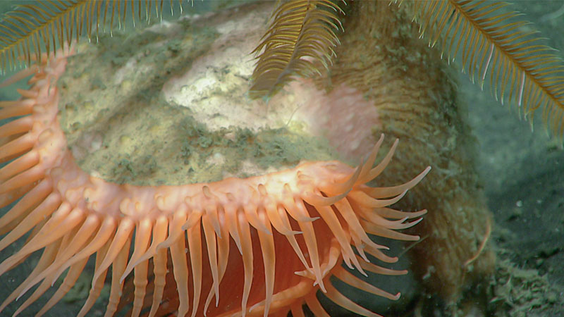 A Venus flytrap anemone seen at 1,453 meters (4,767 feet) depth during Dive 08 of the Seascape Alaska 3 expedition. While these anemones are a common component of the deep ocean, not much is known about them.