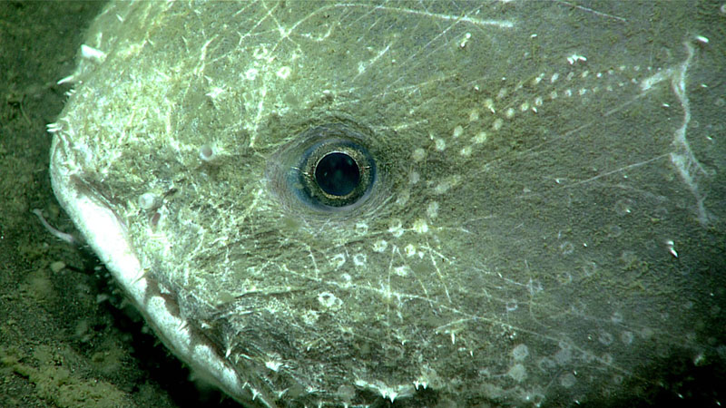 This blob sculpin was observed during Dive 08 of the Seascape Alaska 3 expedition at a depth of 1,445 meters (4,740 feet). It was suggested that the interesting scrapes and patterns on the fish’s head may have been caused by an octopod that the fish may have eaten, or attempted to eat.