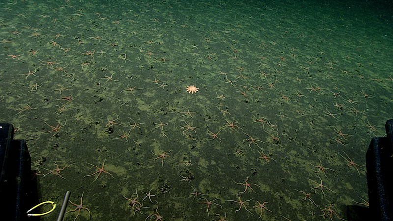 A lone sunstar rests amongst many, many brittle stars. In this image, the characteristic sediment on the seafloor seen throughout Dive 08 of the Seascape Alaska 3 expedition is visible. The sediment consisted of a mixture of well-sorted, volcanic sand (darker patches) and organic-rich mud (lighter patches) as well as numerous burrows from worms and other organisms.