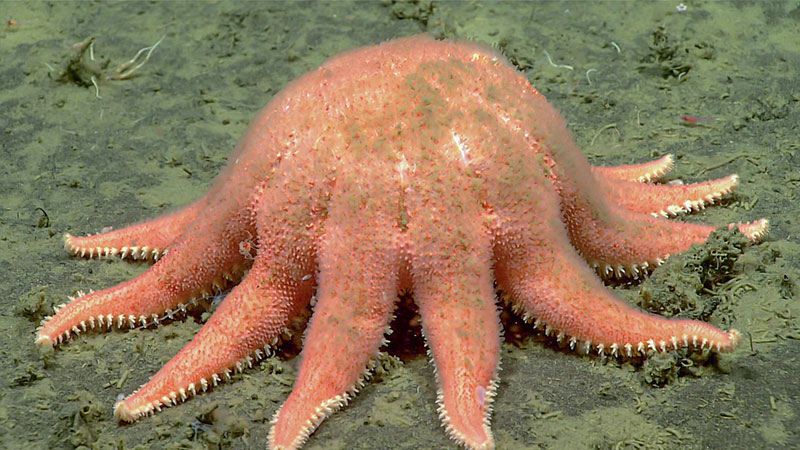During the final dive of the Seascape Alaska 3 expedition, we observed several of these large sunstars hunched over and eating unknown prey. This one was seen at a depth of 1,440 meters (4,724 feet).
