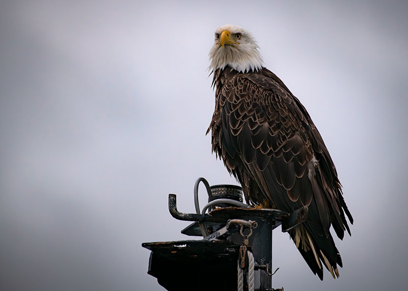 This bald eagle stopped in during the Seascape Alaska 3 expedition, taking a brief rest on the mast of NOAA Ship Okeanos Explorer.