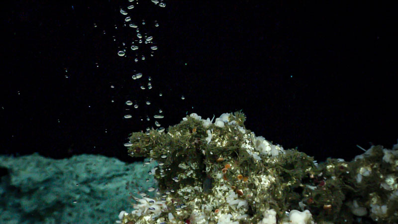 Bubble plumes revealed during overnight mapping paved the way for a remotely operated vehicle dive offshore Chatham Strait.