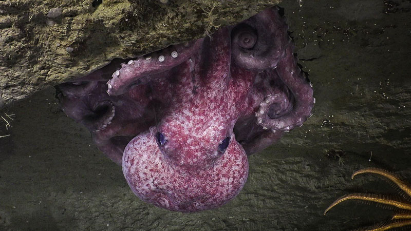 Octopus nurseries: Apparent octopus nurseries were observed at two dive sites, Noyes Canyon and Gumby Ridge, during Seascape Alaska 5. At both locations, octopuses were observed brooding over their eggs with juveniles in the vicinity. This image was taken during Dive 18 at Gumby Ridge.